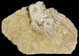 Bargain, Crinoid (Platycrinites) Fossil - Crawfordsville, Indiana #126182-1